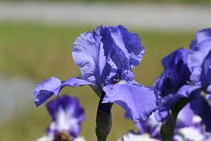 3035-05268645 Tower Hill Botanic Garden, MA